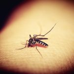 mosquitoe, mosquito, malaria